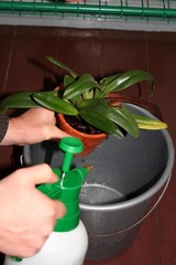 Orchideen giessen & übersprühen